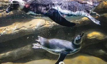 Oceanic Aquarium Balneário Camboriú Ingresso